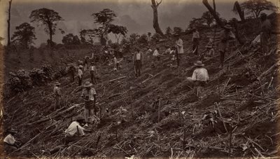 Kahviviljelmän perustaminen Antigua de Guatemalassa, 1875, julkaistu 1877 (kuva). tekijältä Eadweard Muybridge