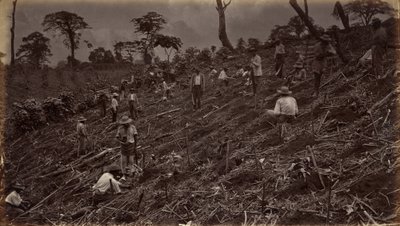 Kahviviljelmän perustaminen Antigua de Guatemalassa tekijältä Eadweard Muybridge