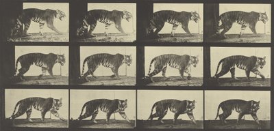 Tiger Walking, levy 729, Animal Locomotion, 1887 tekijältä Eadweard Muybridge