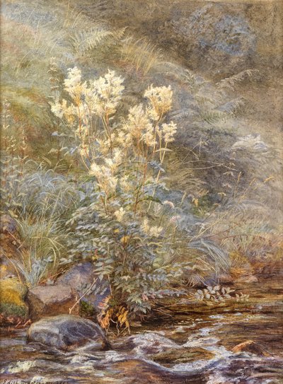 Meadowsweet beside a Burn, Invernesshire, n. 1883 (akvarelli korostettu valkoisella) tekijältä Edith Martineau