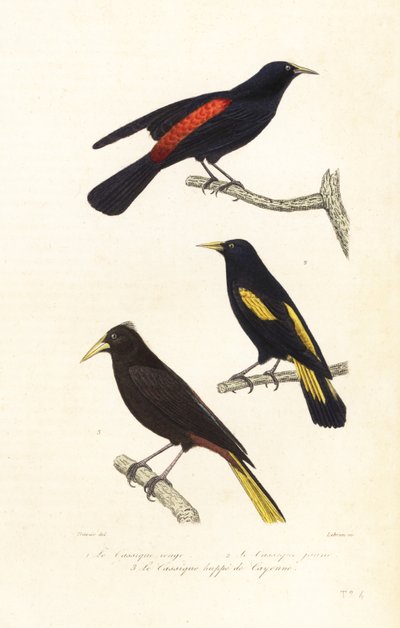 Cacique-lajit ja harjainen oropendola. tekijältä Edouard (after) Travies