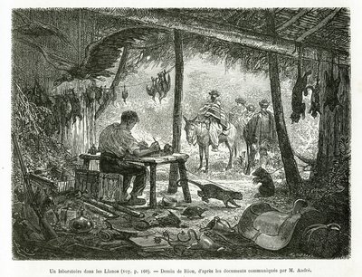 Taksidermian laboratorio neitsytmetsässä Llanosin alueella (Kolumbia), Rioun piirustus kuvaamaan tarinaa Equinoxiale Americasta (Kolumbia, Ecuador, Peru) vuosina 1875-1876, kirjoittanut Ed. andre, Ranskan hallituksen matkustusvastuumaksu. Engra tekijältä Edouard Riou