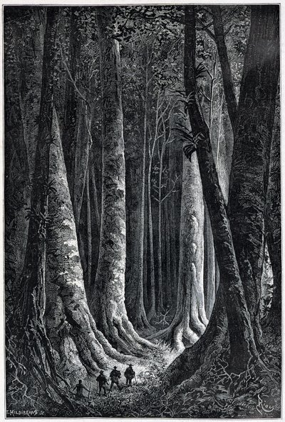 Ranskan Guayanan metsä, piirustus Riou, "" Le Tour du Monde", 2. sem. 1879. tekijältä Edouard Riou