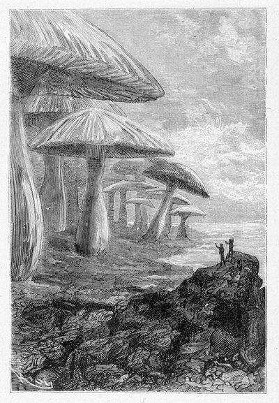Se on vain sienimetsä, hän sanoo piirtäen Rioun Jules Vernen "" Voyages Extraordinary" -kirjassa, toim. Hetzel, n.d. 19. tekijältä Edouard Riou