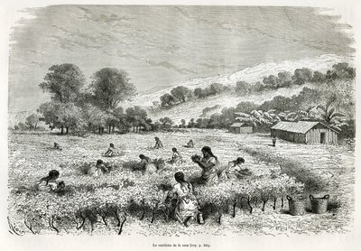 Coca-lehtien poimiminen Ituatan laaksossa, piirros E.Riou havainnollistamaan matkaa Titicacan alueella ja Ala-Perun itäosien laaksoissa, vuonna 1873 Paul Marcoy. Kaiverrus kirjassa Le tour du monde tekijältä Edouard Riou