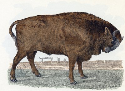 Aurochit (urauch tai auroch) - "Aakkoset kuvaavat eläimiä" 1800-luku (kaiverrus) tekijältä Edouard Travies