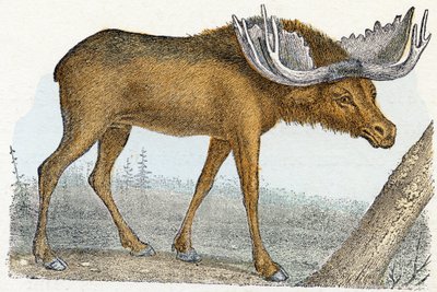 Elan- ”Aakkoset kuvaa eläimiä” 1800-luku (kaiverrus) tekijältä Edouard Travies