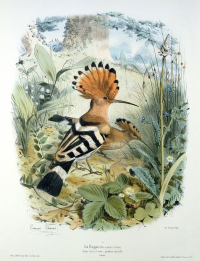 Hoopoe (Upupa Epops) tekijältä Edouard Travies