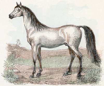 Hevonen- ”Aakkoset kuvaavat eläimiä” 1800-luku (kaiverrus) tekijältä Edouard Travies