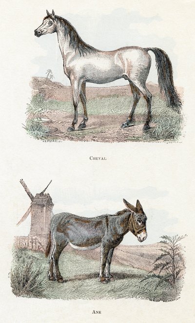 Hevonen ja aasi- ”Aakkoset kuvaavat eläimiä” 1800-luku (kaiverrus) tekijältä Edouard Travies