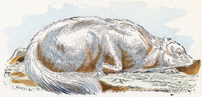 Isatis (polaarinen kettu) - "Aakkoset kuvaavat eläimiä" 1800-luku (kaiverrus) tekijältä Edouard Travies