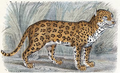 Jaguar- ”Aakkoset kuvaa eläimiä” 1800-luku (kaiverrus) tekijältä Edouard Travies