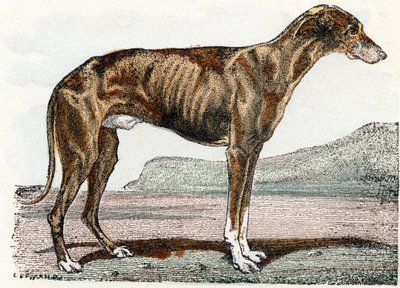 Levrier (koira) - "Aakkoset kuvaavat eläimiä" 1800-luku (kaiverrus) tekijältä Edouard Travies