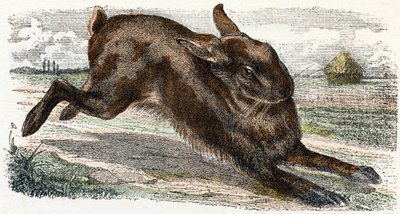 Lievre- ”Aakkoset kuvaavat eläimiä” 1800-luku (kaiverrus) tekijältä Edouard Travies