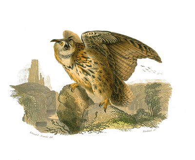 Natural History Board: Eläintieteelliset taulut, jotka kuvaavat petolintuja päiväsaikaan. Suurherttua tekijältä Edouard Travies
