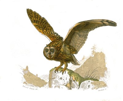 Natural History Board: Eläintieteelliset taulut, jotka kuvaavat petolintuja päiväsaikaan. Pöllö. Levy on piirretty luonnontieteilijä Georges Louis Leclercin, Buffonin kreivin (1707-1788) vuosien 1749 ja 1785 välisenä aikana kirjoittaman "" Buffonin teokset tekijältä Edouard Travies