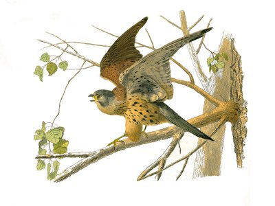 Natural History Board: Eläintietotaulu, joka edustaa petolintuja yöllä. krassi. Levy piirretty luonnontieteilijä Georges Louis Leclercin, Buffonin kreivin (1707-1788) yhdeksästä lintuja käsittelevästä osasta "" Buffonin teokset"" on kirjoittanut vuosina 17 tekijältä Edouard Travies