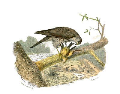 Natural History Board: Eläintietotaulu, joka edustaa petolintuja yöllä. Haukka. Levy piirretty yhdeksästä lintuja käsittelevästä osasta teoksessa "Buffonin teokset"", jonka on kirjoittanut luonnontieteilijä Georges Louis Leclerc, Buffonin kreivi (1707-1788 tekijältä Edouard Travies