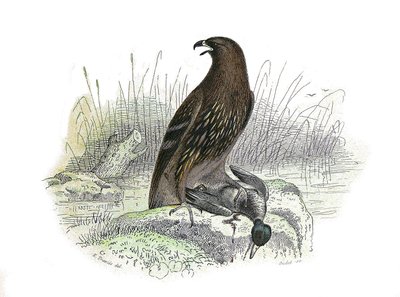 Natural History Board: Eläintietotaulu, joka edustaa petolintuja yöllä. Pikku kotka. Levy piirretty yhdeksästä lintuja käsittelevästä osasta teoksessa "Buffonin teokset"", jonka on kirjoittanut luonnontieteilijä Georges Louis Leclerc, Buffonin kreivi (1707 tekijältä Edouard Travies
