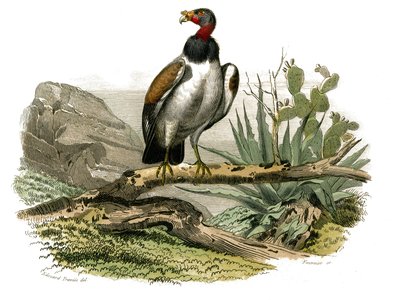 Natural History Board: Eläintietotaulu, joka edustaa petolintuja yöllä. Pieni korppikotka. Levy piirretty yhdeksästä lintuja käsittelevästä osasta teoksessa "Buffonin teokset"", jonka on kirjoittanut luonnontieteilijä Georges Louis Leclerc, Buffonin kreivi tekijältä Edouard Travies