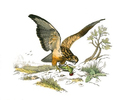 Natural History Board: Eläintietotaulu, joka edustaa petolintuja yöllä. Suutin. Levy, joka on piirretty yhdeksästä lintuja käsittelevästä osasta "" Buffonin teokset""", jonka on kirjoittanut luonnontieteilijä Georges Louis Leclerc, Buffonin kreivi (1707-17 tekijältä Edouard Travies
