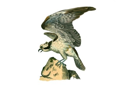 Natural History Board: Eläintietotaulu, joka edustaa petolintuja yöllä. Kalasääski. Lautanen on piirretty yhdeksästä lintuja käsittelevästä osasta "" Buffonin teokset"" on kirjoittanut luonnontieteilijä Georges Louis Leclerc, Buffonin kreivi tekijältä Edouard Travies