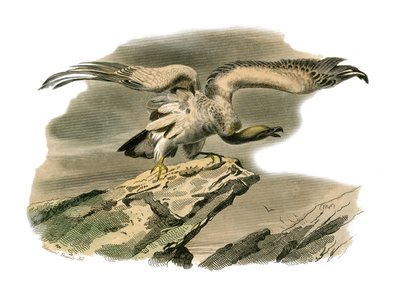 Natural History Board: Eläintietotaulu, joka edustaa petolintuja yöllä. Pernopteri. Levy piirretty yhdeksästä lintuja käsittelevästä osasta teoksessa "Buffonin teokset"", jonka on kirjoittanut luonnontieteilijä Georges Louis Leclerc, Buffonin kreivi (1707- tekijältä Edouard Travies