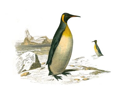 Natural History Board: Zoologinen taulu, joka edustaa brachyptere-palmuja (sukelluslintuja). Suuri. Levy piirretty luonnontieteilijä Georges Louis Leclercin, Buffonin kreivin (1707-1788) yhdeksästä lintuja käsittelevästä osasta "" Buffonin teokset"" tekijältä Edouard Travies