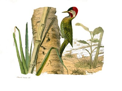 Natural History Board: Kiipeilijöitä edustava eläintieteellinen lautakunta. Cayennen raidallinen huippu. Levy piirretty Buffonin kreivin luonnontieteilijä Georges Louis Leclercin "" Buffonin teokset"" -julkaisun yhdeksästä lintuja käsittelevästä osasta tekijältä Edouard Travies