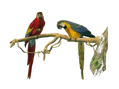 Natural History Board: Kiipeilijöitä edustava eläintieteellinen lautakunta. Punainen ara ja sininen ara. Lautanen on piirretty yhdeksästä lintuja käsittelevästä osasta "" Buffonin teokset"" on kirjoittanut luonnontieteilijä Georges Louis Leclerc, Buffonin  tekijältä Edouard Travies