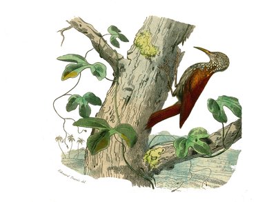 Natural History Board: Kiipeilijöitä edustava eläintieteellinen lautakunta. Kiipeilyhuippu. Levy on piirretty luonnontieteilijä Georges Louis Leclercin, Buffonin kreivin (1707-1788) vuosien 1749 ja 1785 välisenä aikana kirjoittaman "" Buffonin teokset" -ju tekijältä Edouard Travies