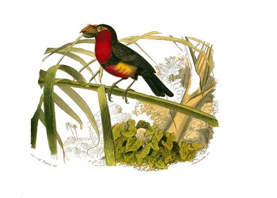 Natural History Board: Kiipeilijöitä edustava eläintieteellinen lautakunta. Barbakaani. Levy piirretty yhdeksästä lintuja käsittelevästä osasta "" Buffonin teokset"" kirjoittanut luonnontieteilijä Georges Louis Leclerc, Buffonin kreivi (1707-1788) vuosina  tekijältä Edouard Travies