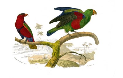 Natural History Board: Kiipeilijöitä edustava eläintieteellinen lautakunta. Kolmivärinen lori ja vihreä papukaija. Lauta, joka on piirretty luonnontieteilijä Georges Louis Leclercin, Buffonin kreivin (1707-1788) vedonlyönnin yhdeksästä lintuja käsitteleväs tekijältä Edouard Travies