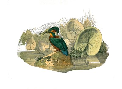 Natural History Board: Zoologinen taulu, joka edustaa syndactyl passeriineja (joissa on kaksi tai useampi soodasormi yhdessä). Kingfisher. Lauta, joka on piirretty luonnontieteilijä Georges Louis Leclercin kirjoittaman "" Buffonin teosten valmiiden teosten tekijältä Edouard Travies