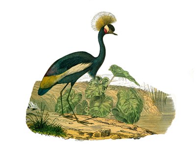 Natural History Board: Eläintutkimuslautakunta, joka edustaa vesilintuja ja kahlaajia tekijältä Edouard Travies