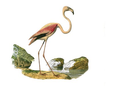 Luonnonhistoriallinen lautanen: Eläintaulu, joka edustaa pitkäkarjaisia kahlaajia (pitkä ja laiha nokka): vaaleanpunainen flamingo. Lautanen on piirretty luonnontieteilijä Georges Louis Leclercin kreivin "" Buffonin teokset täydellisinä"" yhdeksästä lintuj tekijältä Edouard Travies