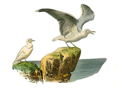 Luonnonhistoriallinen taulu: Eläinlehti, joka edustaa kämmentä (vedenalainen kalastus). Valkoisella lokilla ja goelandilla on harmaa turkki. Lauta, joka on piirretty luonnontieteilijä Georges Louis Leclercin, C., yhdeksästä lintuja käsittelevästä osasta. tekijältä Edouard Travies