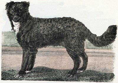 Newfoundland, Newfoundland - ”Aakkoset kuvaa eläimiä” 1800-luku (kaiverrus) tekijältä Edouard Travies
