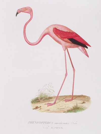 Phenicopterus americanus (Flamenco) (sic) kaiverrus Fournier, pub. kirjoittanut Bougeard tekijältä Edouard Travies