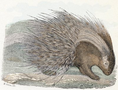 Sianlihaeepos (porc-epic) - ”Aakkoset kuvaa eläimiä” 1800-luku (kaiverrus) tekijältä Edouard Travies