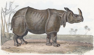 Sarvikuono - ”Aakkoset kuvaavat eläimiä” 1800-luku (kaiverrus) tekijältä Edouard Travies