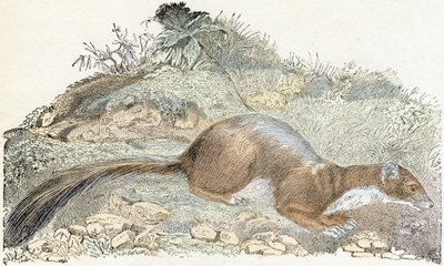 Snoopy- "Alfabeto ilustra animais" século XIX (gravura) finlandês tekijältä Edouard Travies