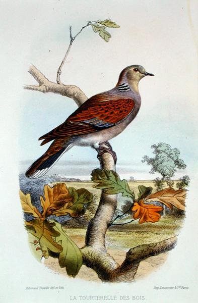 Turtle Dove (väri litho) tekijältä Edouard Travies