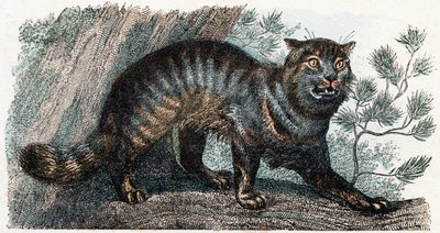 Villikissa- ”Aakkoset kuvaa eläimiä” 1800-luku (kaiverrus) tekijältä Edouard Travies