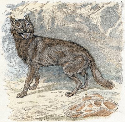 Susi- ”Aakkoset kuvaavat eläimiä” 1800-luku (kaiverrus) tekijältä Edouard Travies
