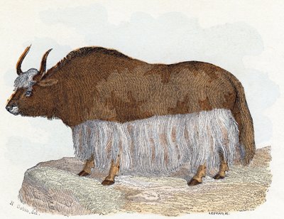 Yack (jakki) - "Aakkoset kuvaavat eläimiä" 1800-luku (kaiverrus) tekijältä Edouard Travies