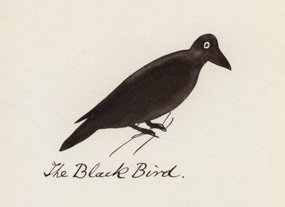 Edward Lear, Lintukirja: Musta lintu (väri litho) tekijältä Edward (after) Lear
