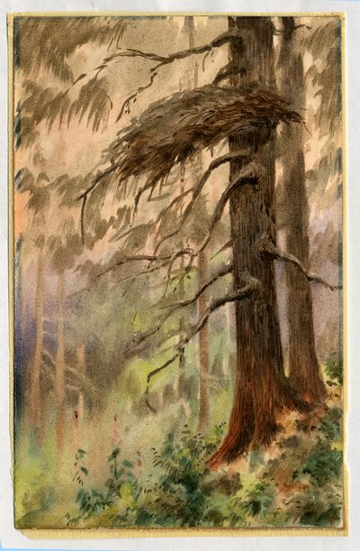 Goshawks pesä, 1898-99 (wc paperilla) tekijältä Edward Adrian Wilson