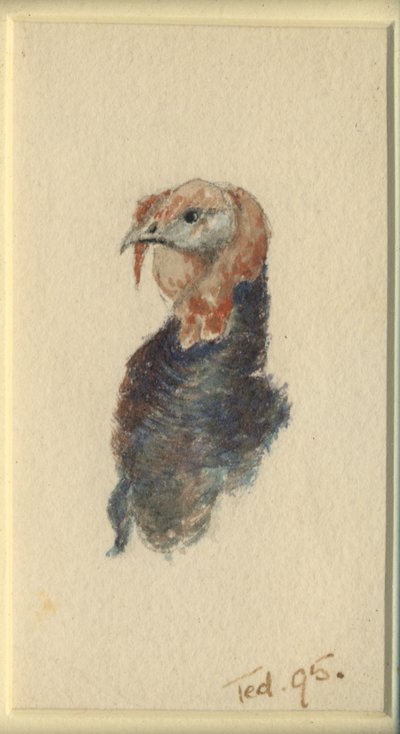 Kalkkunatutkimus, 1895 (wc paperilla) tekijältä Edward Adrian Wilson