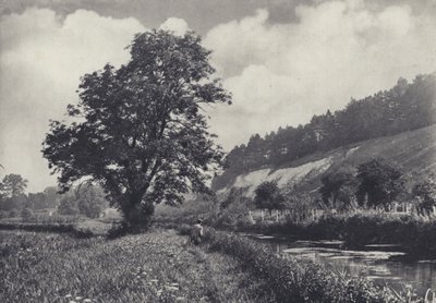 Iso tuhka pääkannattajalla, Leckford (s/w-kuva). tekijältä Edward Alfred Barton
